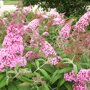 Vlinderstruik roze
